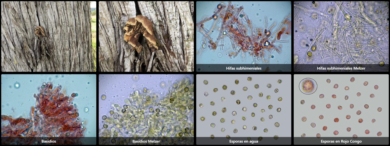 Microscopía de Lenzitopsis oxycedri