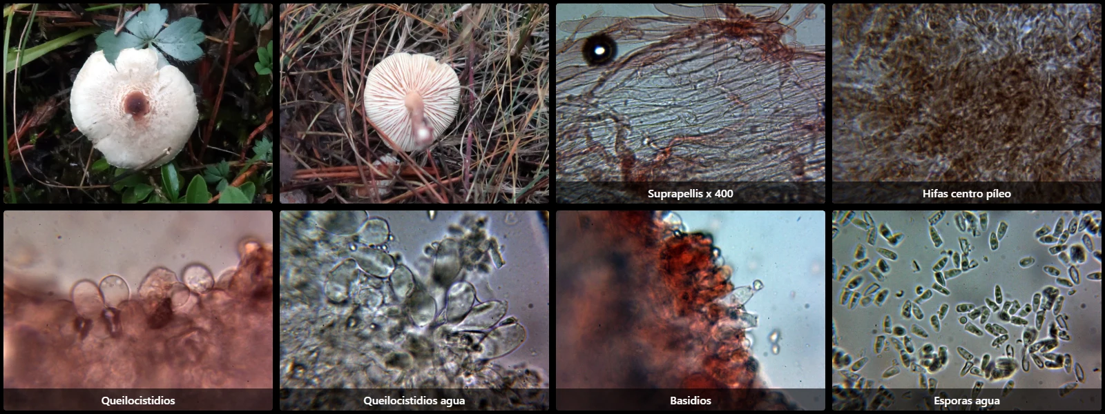 Microscopía de Lepiota cristata