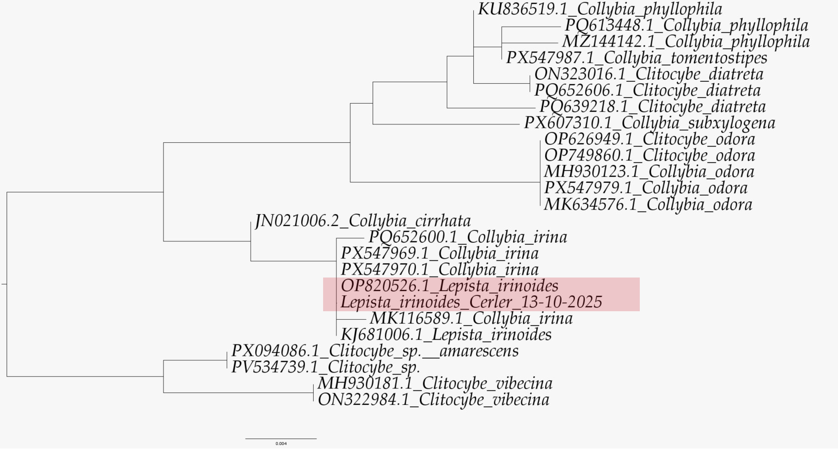 Arbol filogenetico.jpg