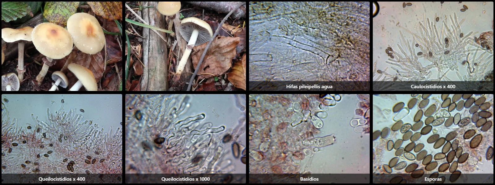 Microscopía de Leratiomyces squamosus