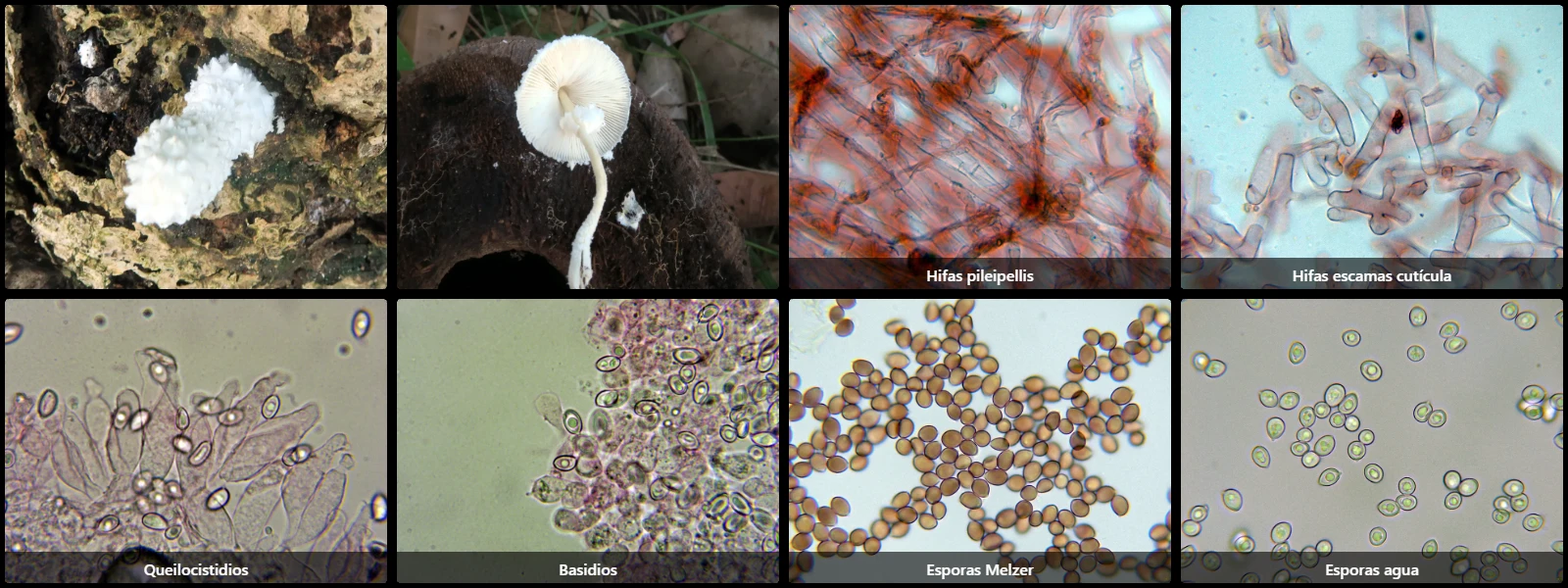 Microscopía de Leucocoprinus cretaceus