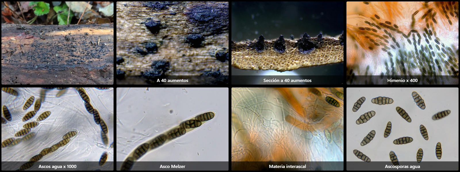 Microscopía de Lophiostoma compressum