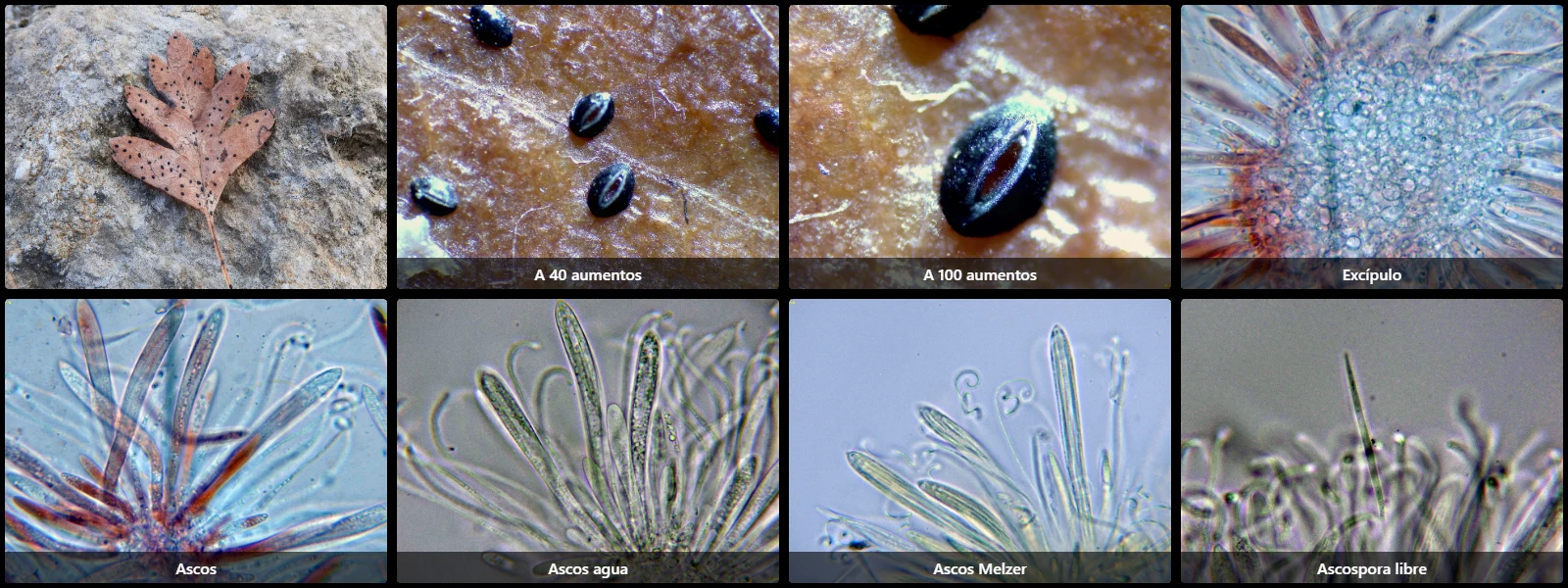 Microscopía de Lophodermium foliicola