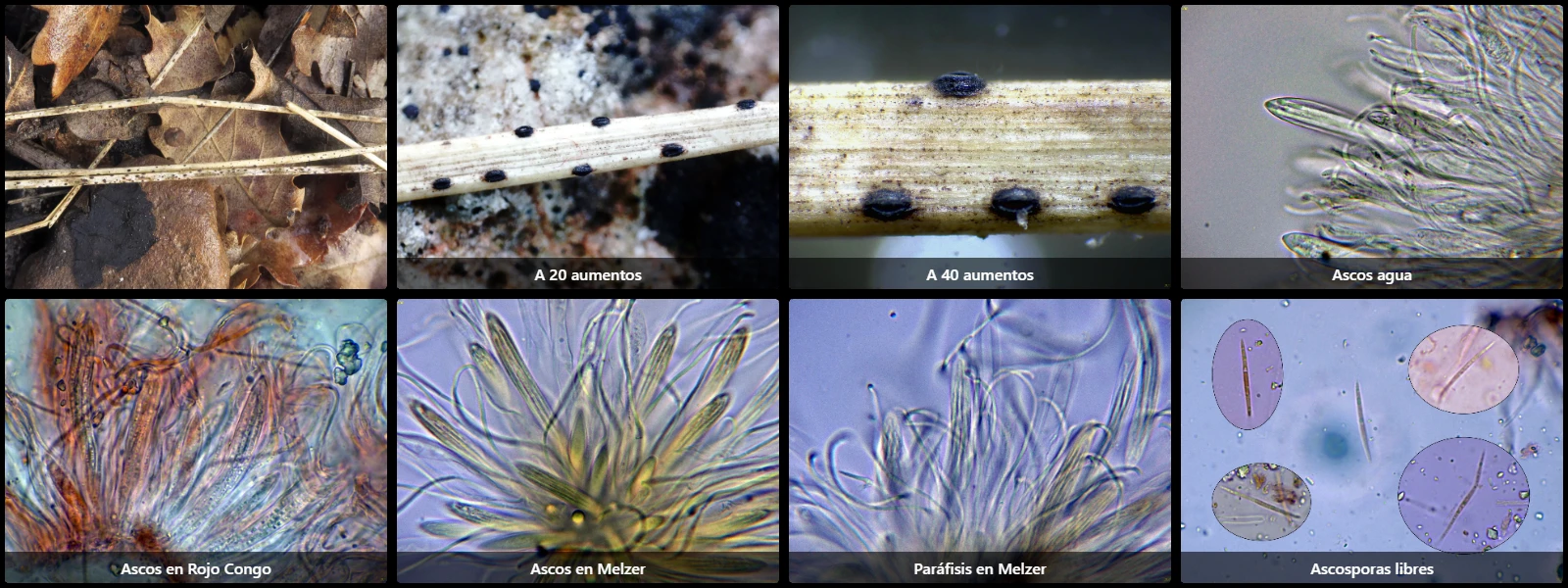 Microscopía de Lophodermium gramineum