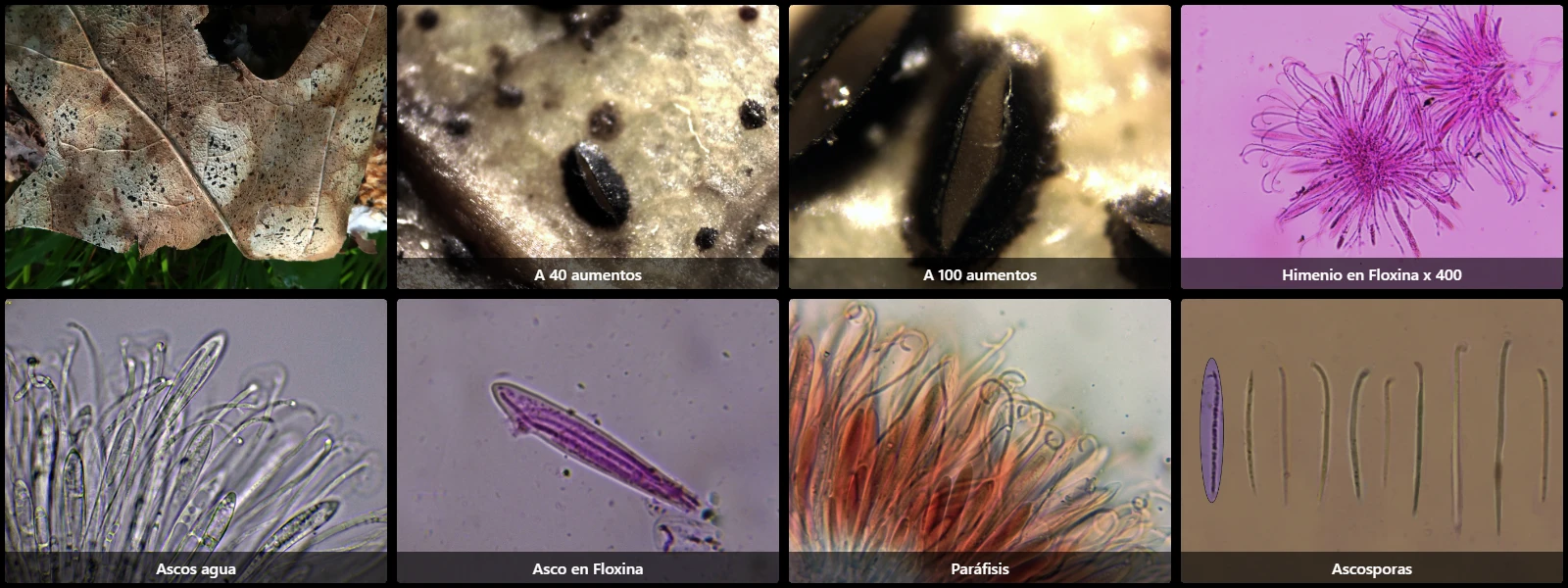 Microscopía de Lophodermium petiolicola