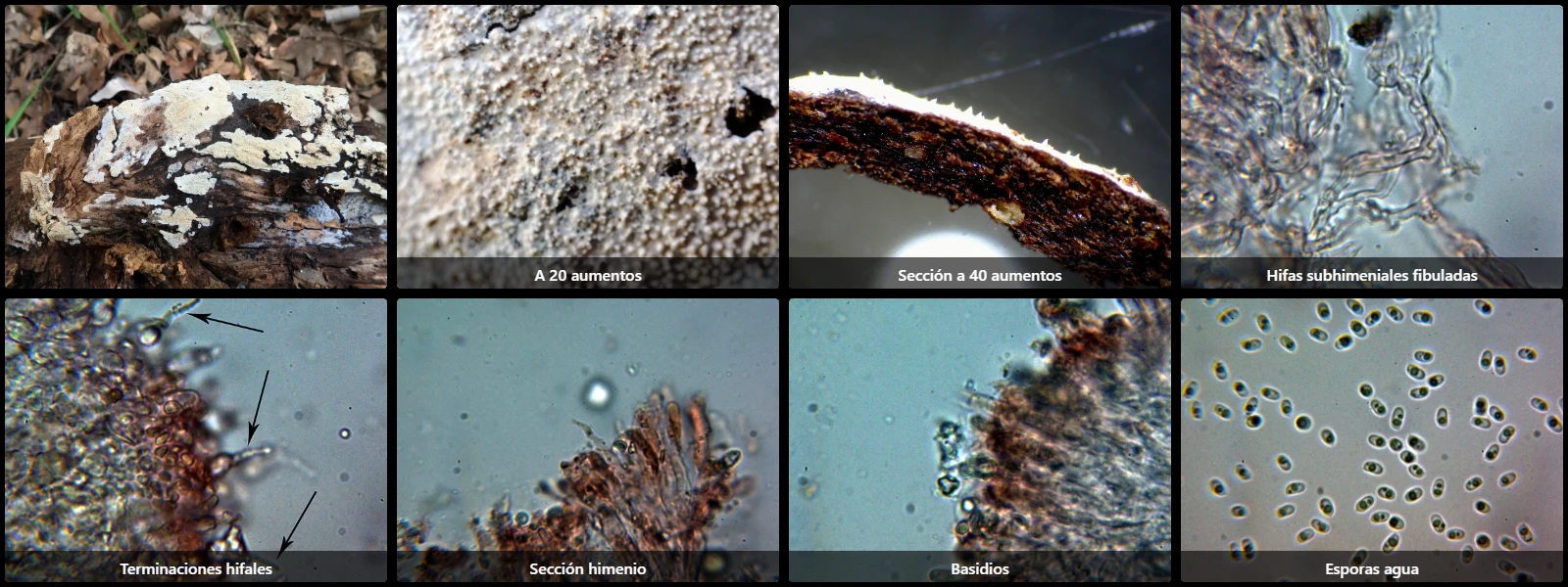 Microscopía de Lyomyces crustosus