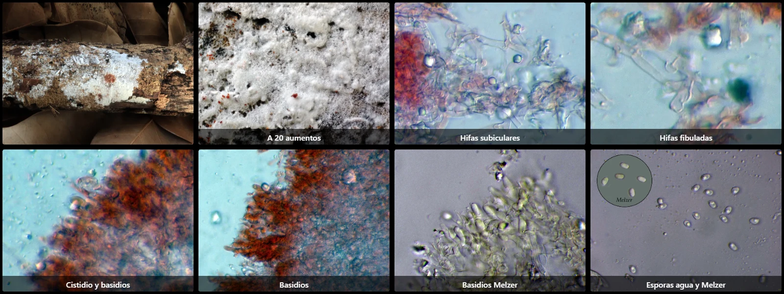 Microscopía de Lyomyces mascarensis
