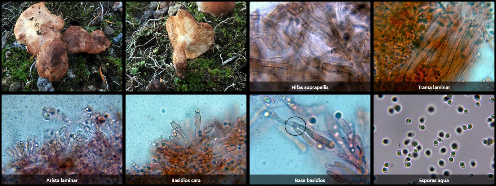 Microscopía de Lyophyllum eucalypticum