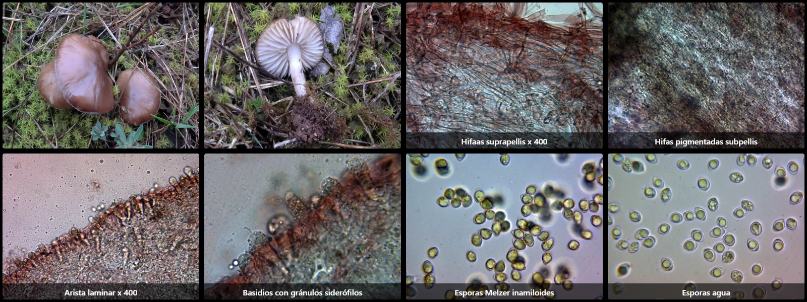 Microscopía de Lyophyllum infumatum