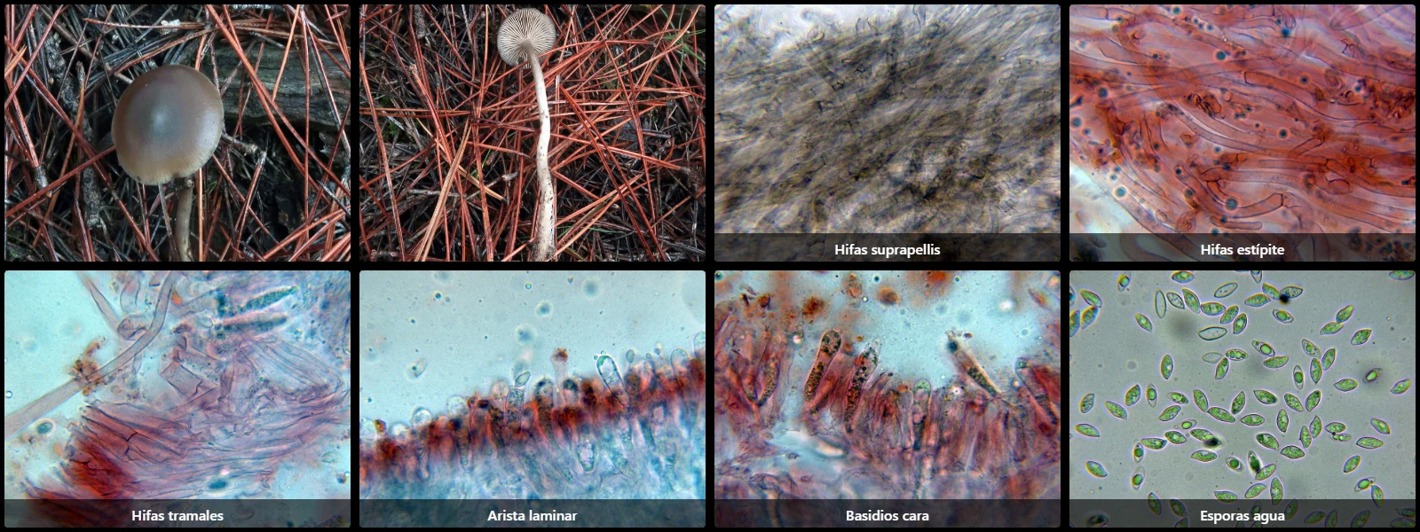Microscopía de Lyophyllum maleolens