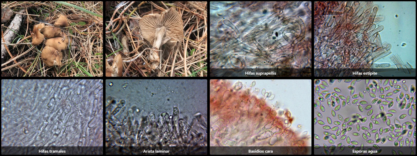 Microscopía de Lyophyllum semitale