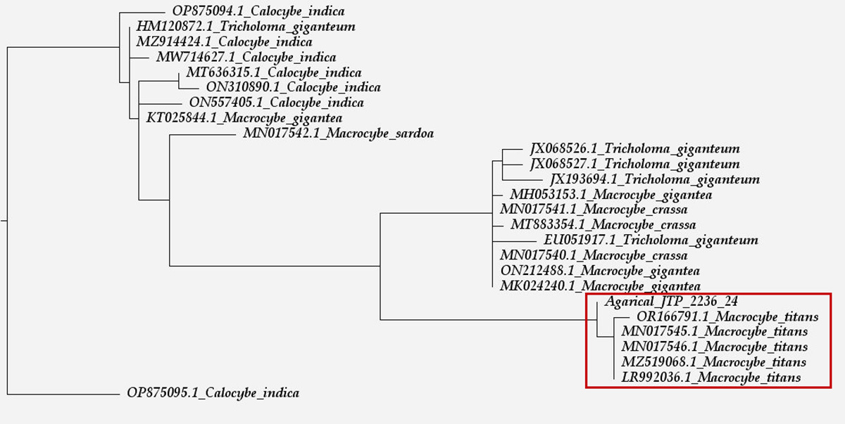 Arbol filogenético.JPG