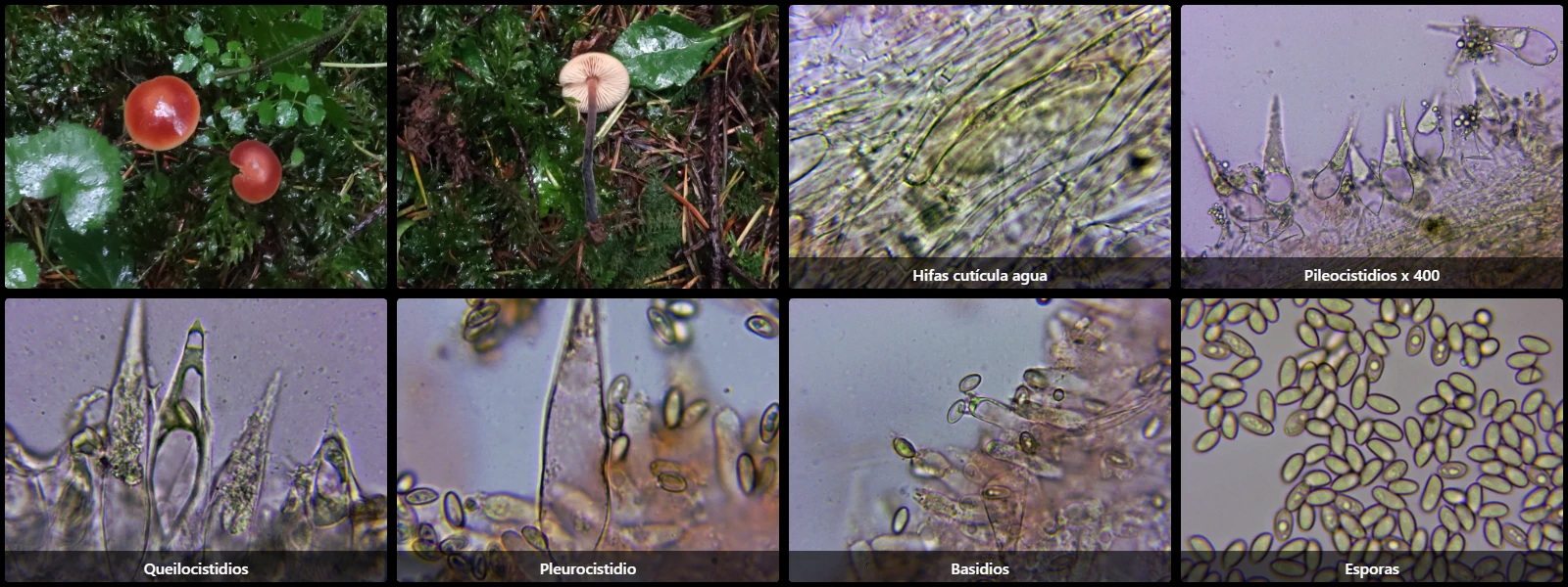 Microscopía de Macrocystidia cucumis