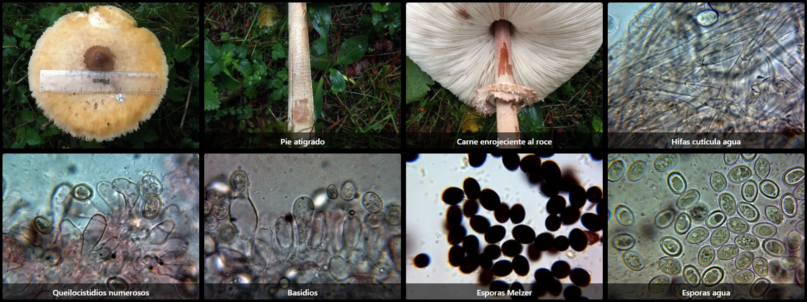 Microscopía de Macrolepiota fuliginosa
