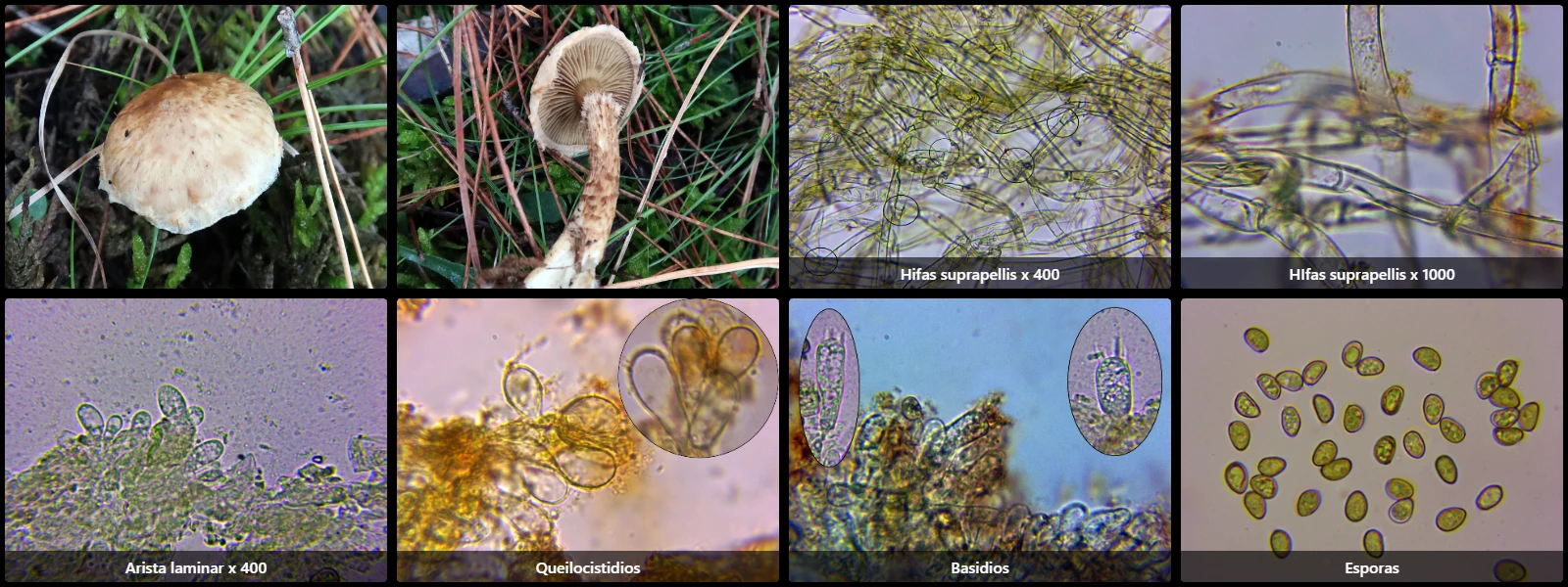 Mallocybe terrigena