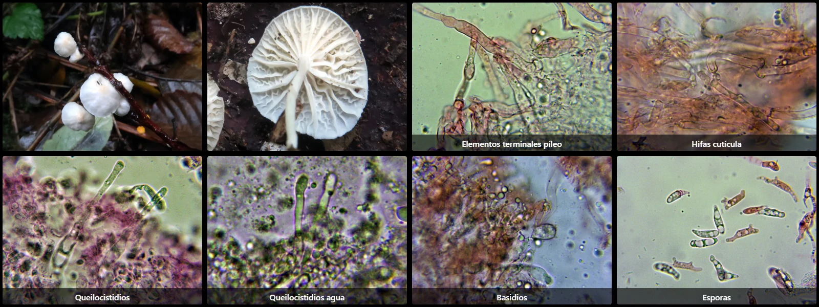 Microscopía de Marasmiellus candidus