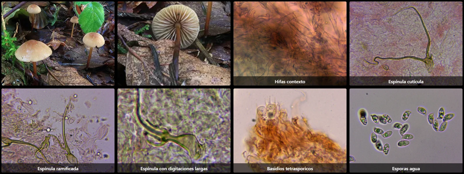 Microscopía de Marasmius cohaerens