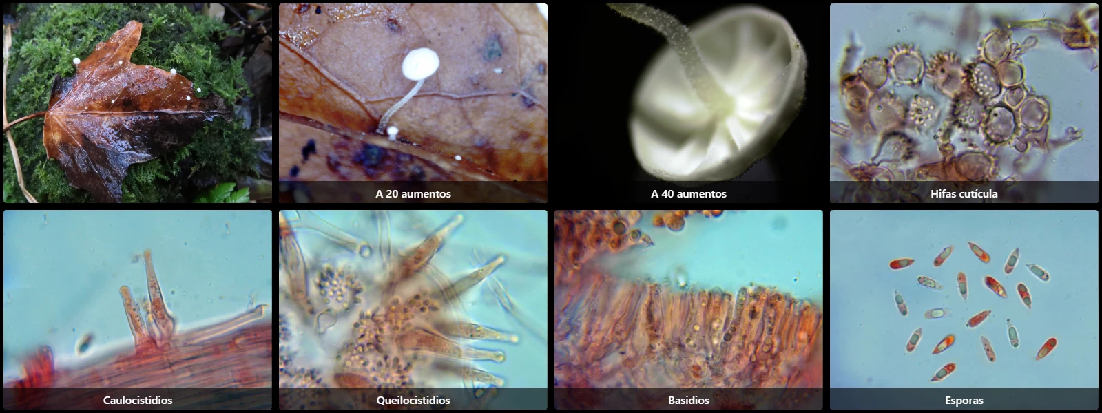 Microscopía de Marasmius epiphylloides