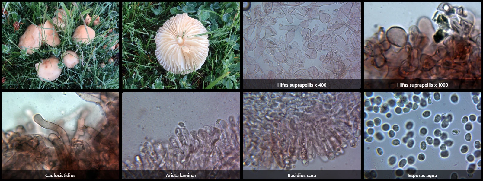 Microscopía de Marasmius oreades