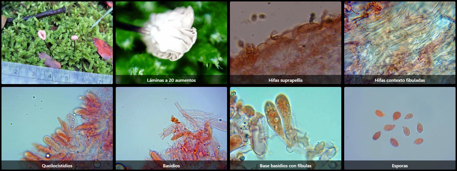 Microscopía de Marasmius splachnoides