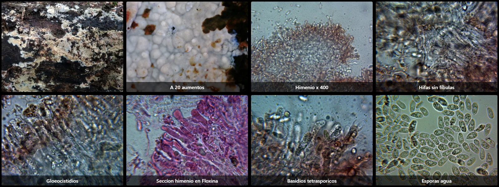 Megalocystidium leucoxanthum