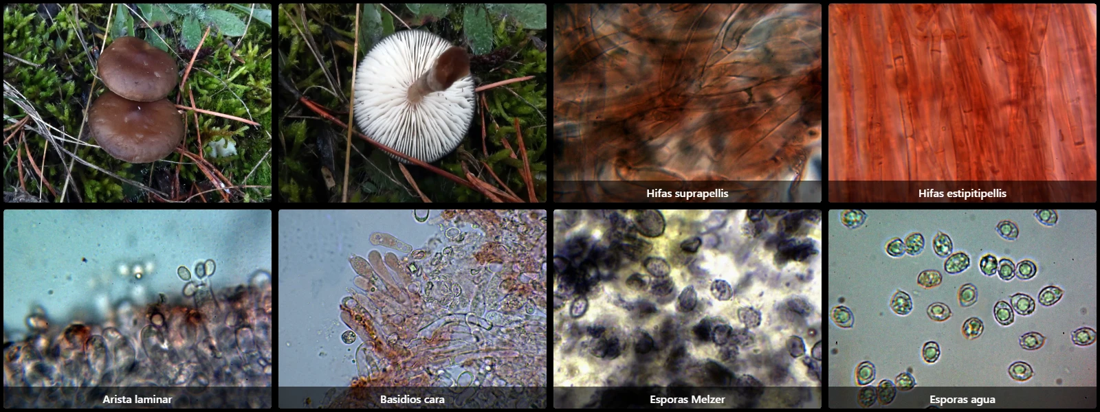 Microscopía de Melanoleuca graminicola