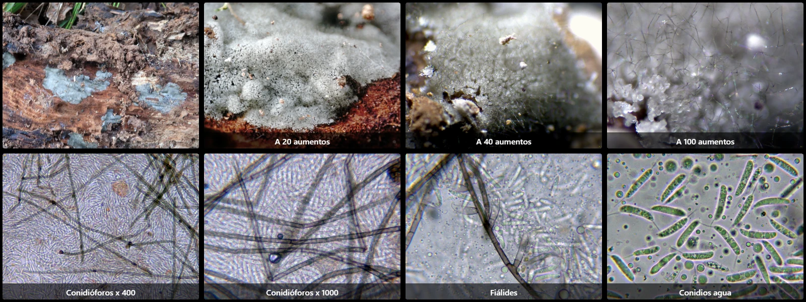 Microscopía de Menispora ciliata