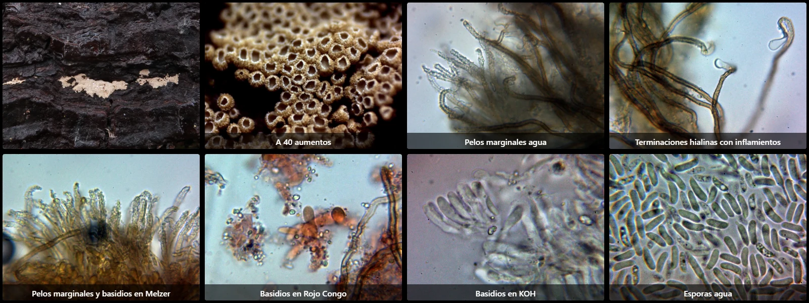 Microscopía de Merismodes fasciculata