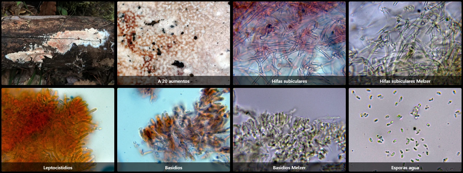 Microscopía de Meruliopsis faginea