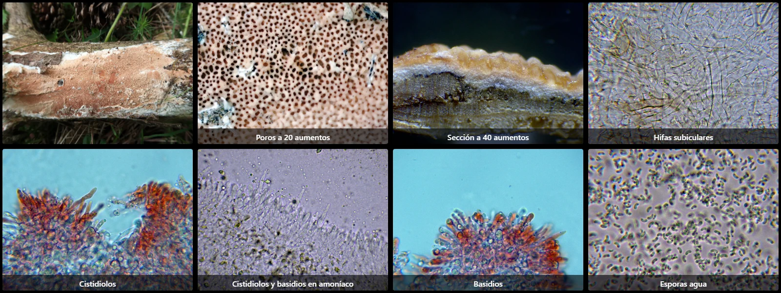 Microscopía de Meruliopsis taxicola