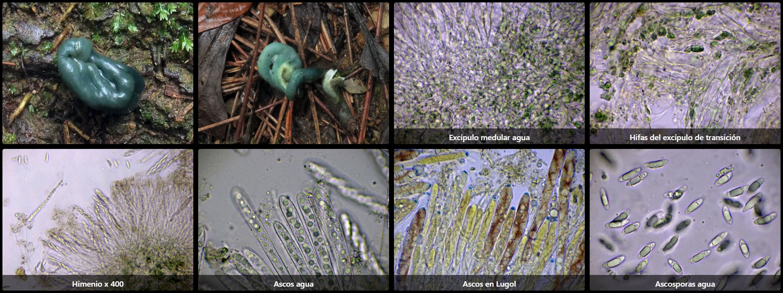 Microscopía de Microglossum clavatum