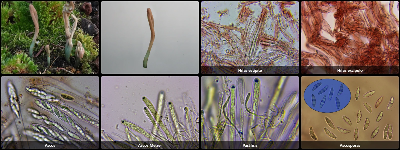 Microscopía de Microglossum nudipes