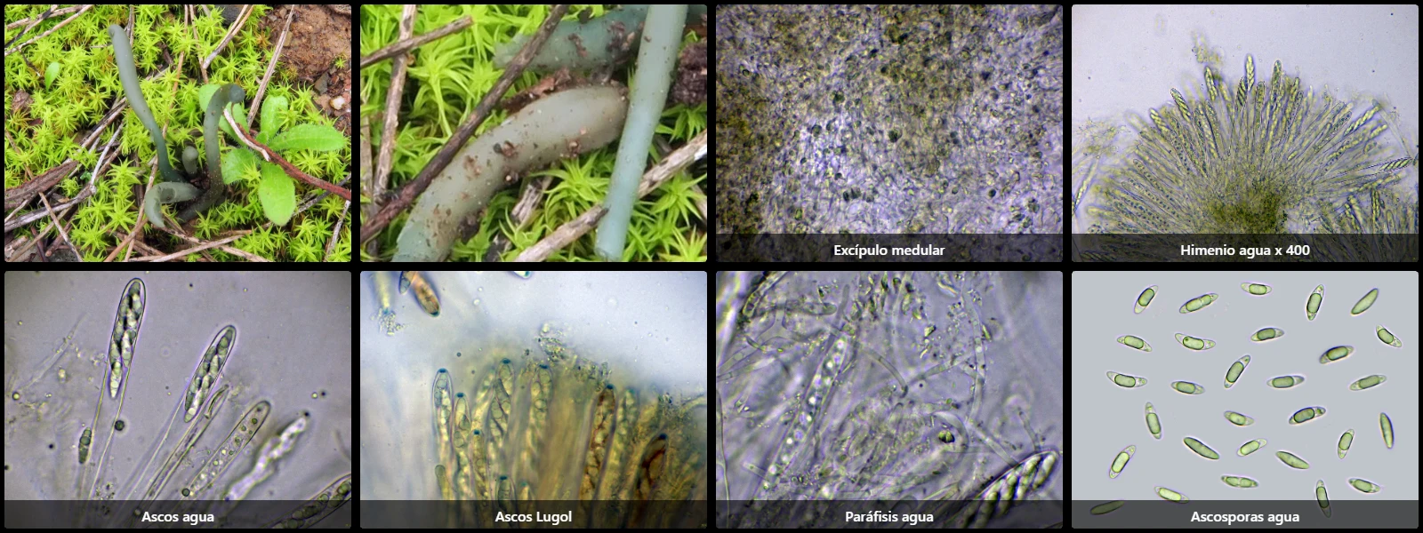 Microscopía de Microglossum truncatum