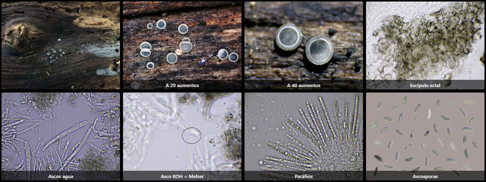 Microscopía de Mollisia oblonga