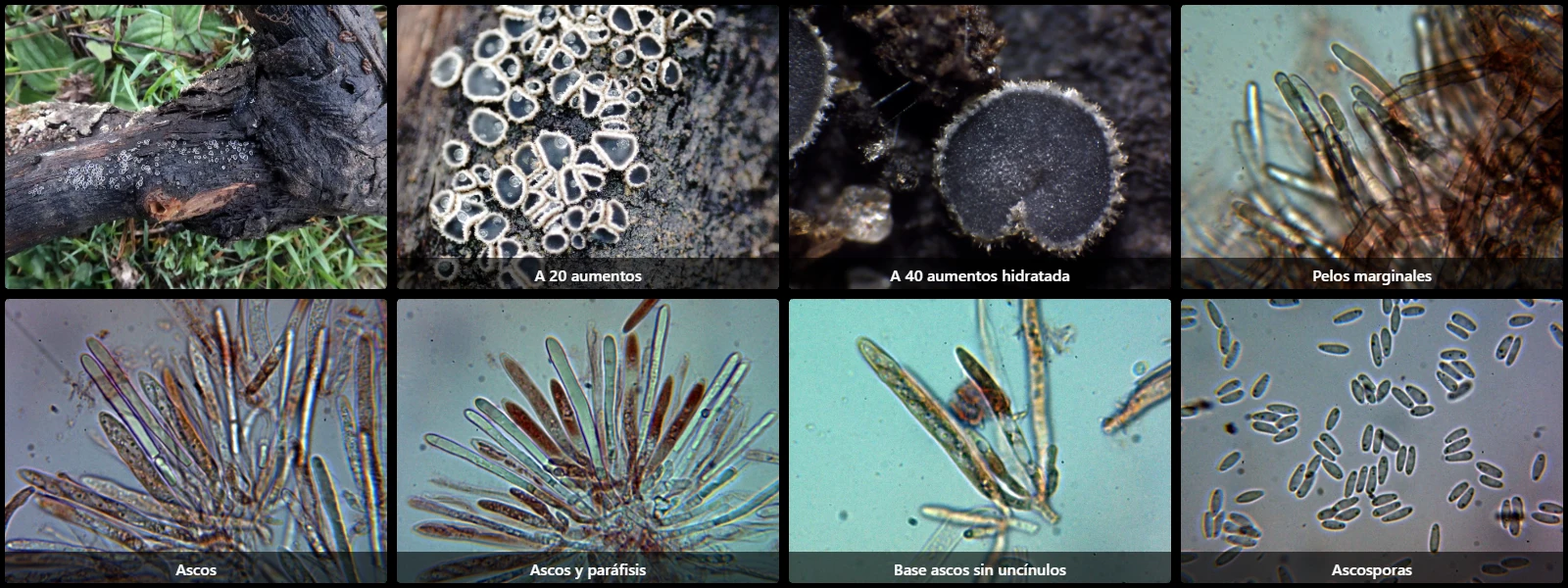 Microscopía de Mollisia rosae