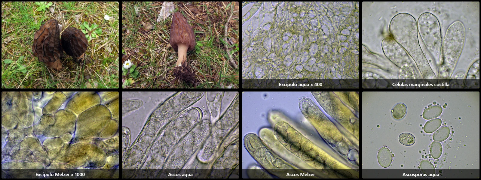 Microscopía de Morchella purpurascens