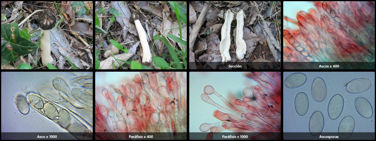 Microscopía de Morchella semilibera