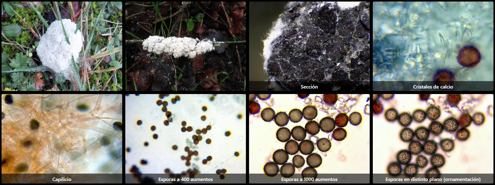 Microscopía de Mucilago crustacea