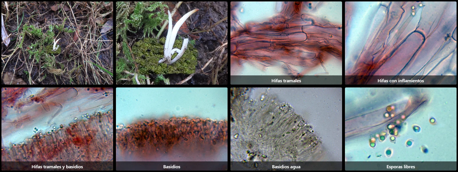 Microscopía de Multiclavula mucida