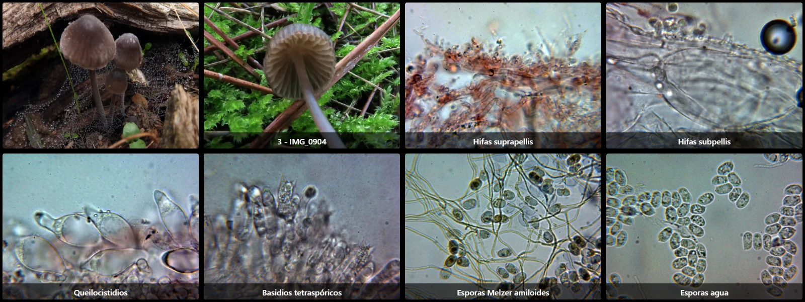 Microscopía de Mycena abramsii