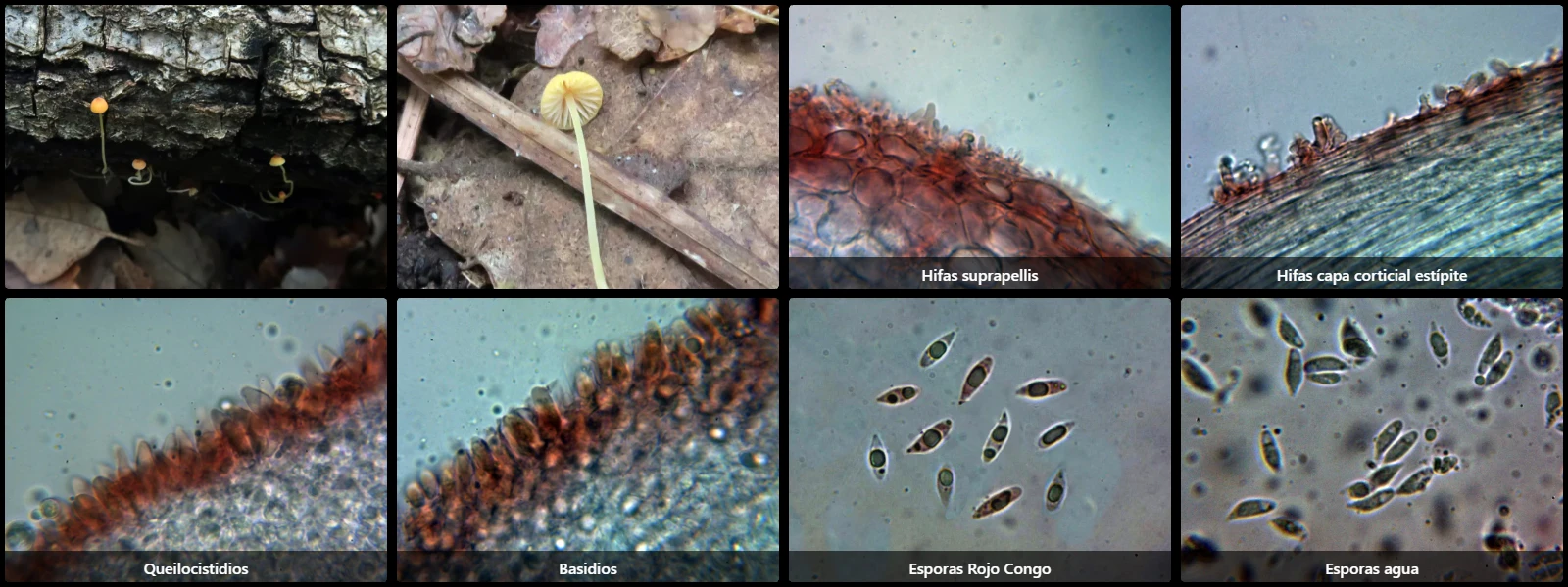 Microscopía de Mycena acicula
