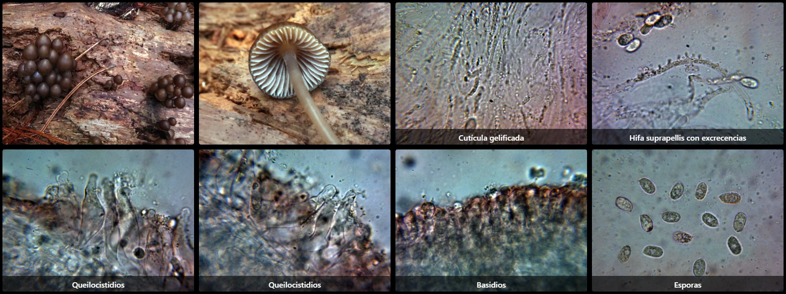 Microscopía de Mycena alcalina