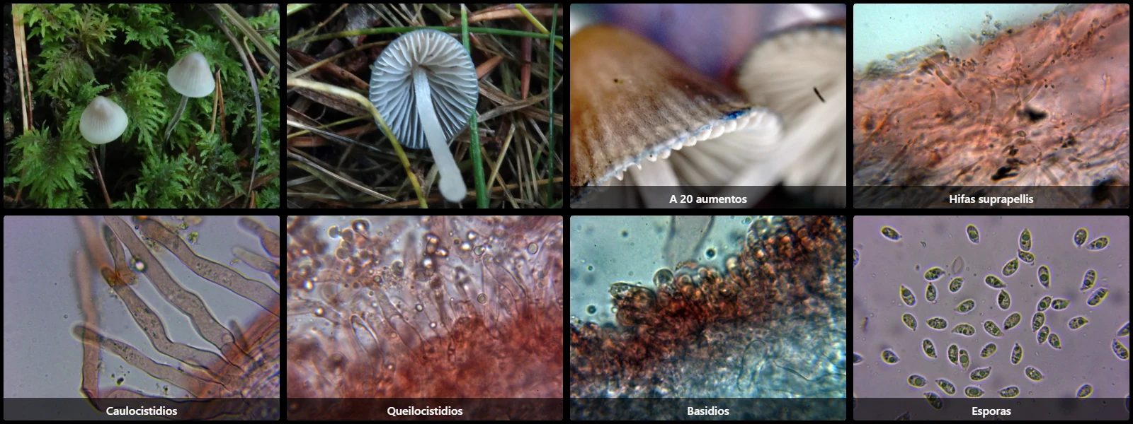 Microscopía de Mycena amicta