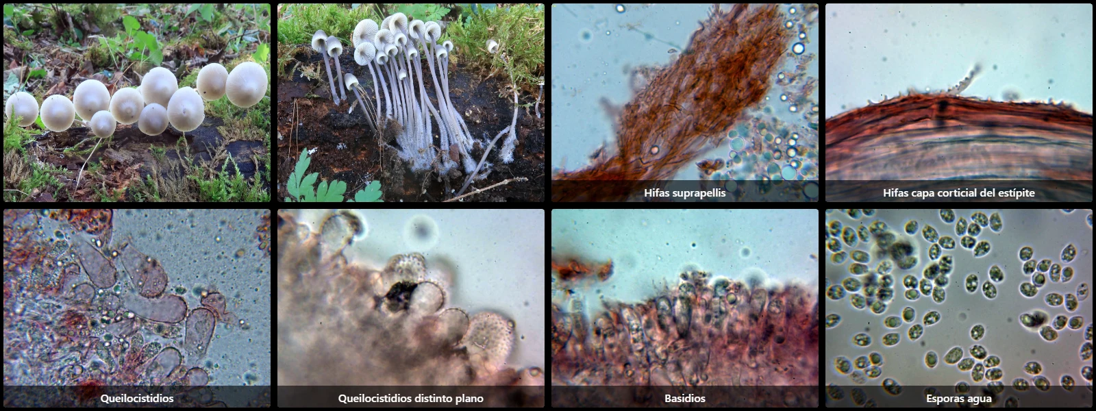 Microscopía de Mycena arcangeliana