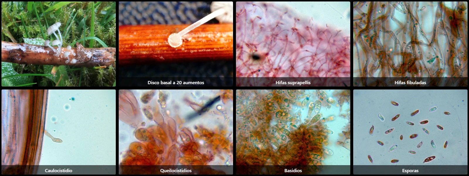 Microscopía de Mycena bulbosa