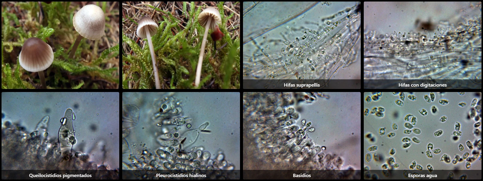 Microscopía de Mycena capillaripes