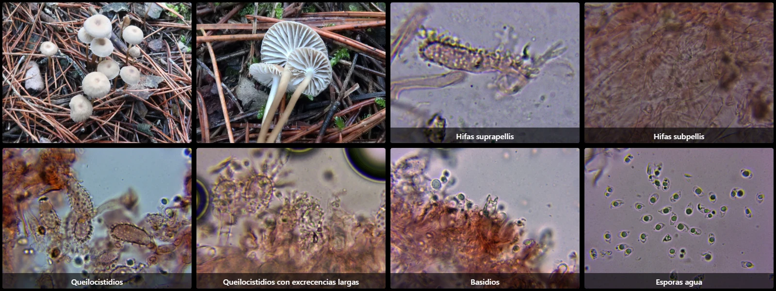 Microscopía de Mycena clavicularis
