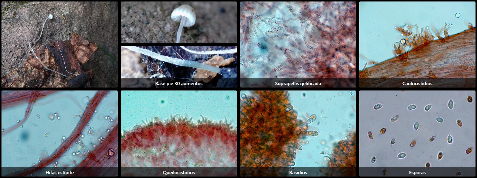 Microscopía de Mycena cyanorhiza