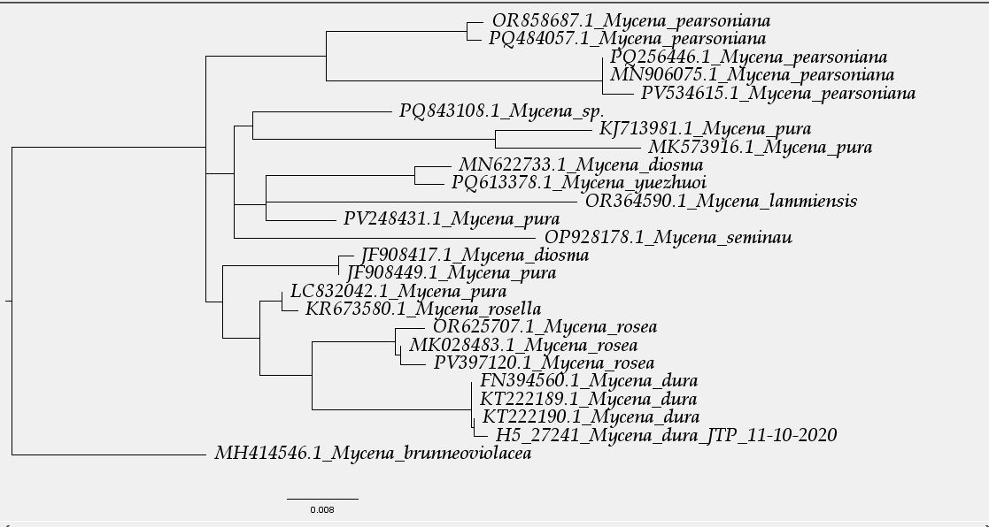 Arbol filogenetico.JPG