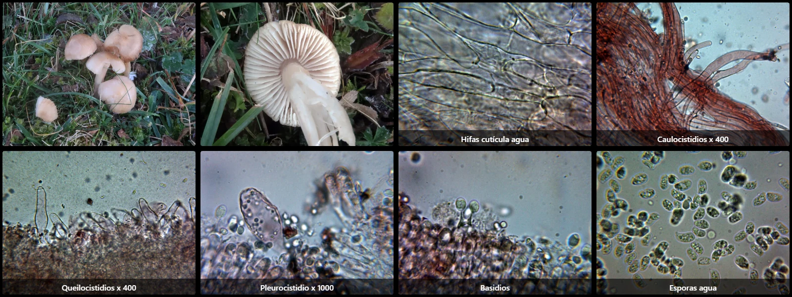 Microscopía de Mycena dura